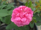 گل محمدی صدپر