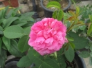 گل محمدی صدپر