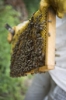 کلاسهای عملی زنبورداری