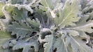 مریم گلی پنبه ای