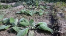 مریم گلی پنبه ای