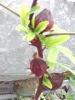 چای ترش