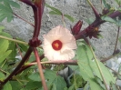 چای ترش