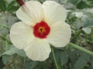 چای ترش
