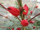 چای ترش