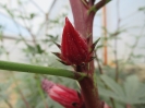 چای ترش