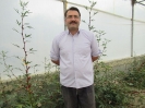 چای ترش