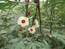 چای ترش