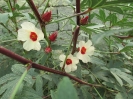 چای ترش