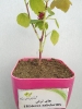 چای ترش (چای مکی یا مکه)