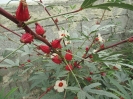 چای ترش