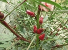 چای ترش