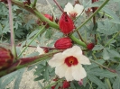 چای ترش