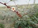 چای ترش