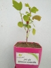 چای ترش