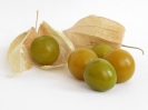 عروسک پشت پرده ( فیسالیس ) - Physalis peruviana