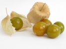 عروسک پشت پرده ( فیسالیس ) - Physalis peruviana