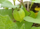 عروسک پشت پرده ( فیسالیس )