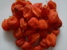 عروسک پشت پرده ( فیسالیس )