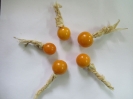 عروسک پشت پرده ( فیسالیس خوراکی تاسمانی)