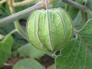  عروسک پشت پرده ( فیسالیس خوراکی تاسمانی)