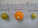  عروسک پشت پرده ( فیسالیس خوراکی تاسمانی)
