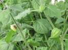  عروسک پشت پرده ( فیسالیس خوراکی تاسمانی)