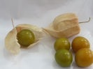  عروسک پشت پرده ( فیسالیس خوراکی تاسمانی)