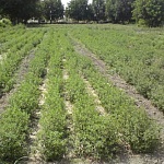 نشا, نشاء, فروش نشا, تولید نشا گیاهان دارویی, خرید نشا, نشا گیاهان دارویی, فروش نشا گیاهان دارویی, ارسال نشا گیاهان دارویی به سراسر ایران