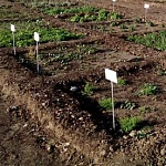 کلکسیون گیاهان دارویی, مجموعه گیاهان دارویی, تولید کلکسیون گیاهان دارویی, فروش کلکسیون گیاهان دارویی, عرضه کلکسیون گیاهان دارویی