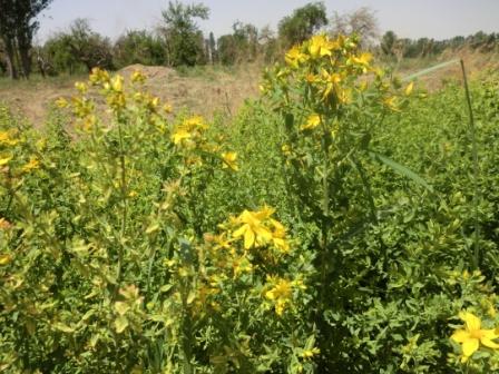 شکفته شدن گل راعی در کلکسیون زرین گیاه