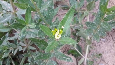 روناس