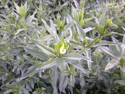 روناس