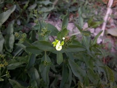 روناس