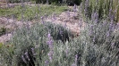 Lavandula officinalis