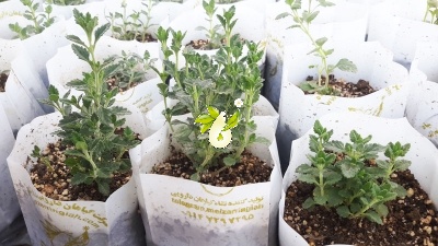 مریم نخودی طناز
