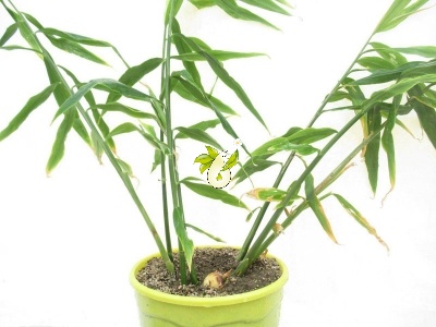 زنجبیل - Zingiber officinalis Rose