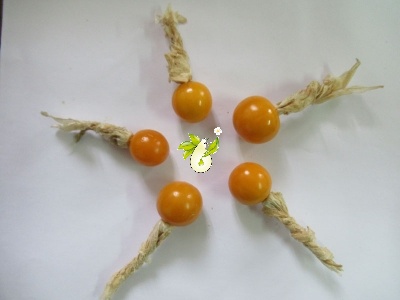  عروسک پشت پرده ( فیسالیس خوراکی تاسمانی)