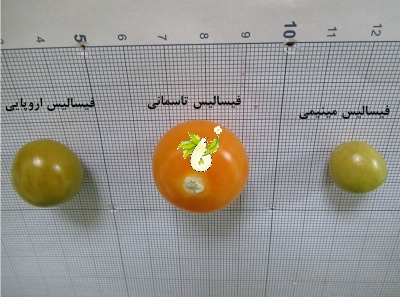  عروسک پشت پرده ( فیسالیس خوراکی تاسمانی)