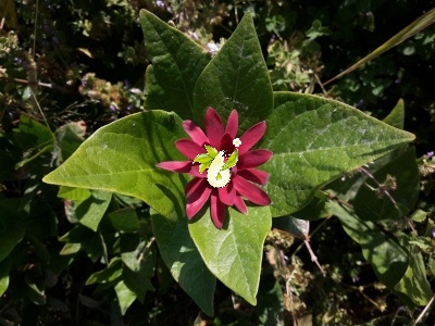 گل شرابی