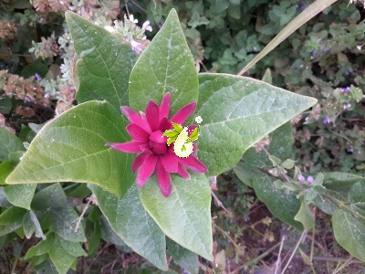 گل شرابی