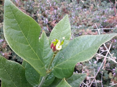 گل شرابی