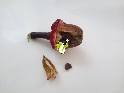 چای ترش