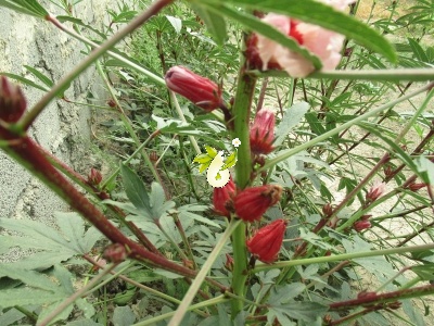 چای ترش