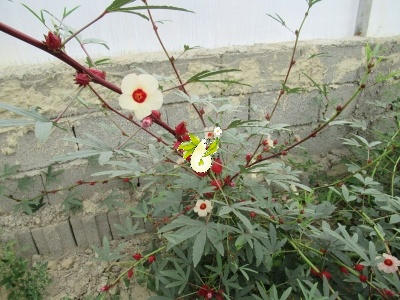 چای ترش