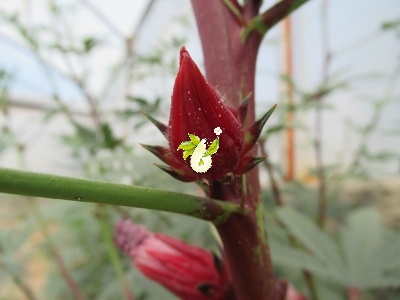 چای ترش