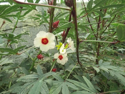 چای ترش