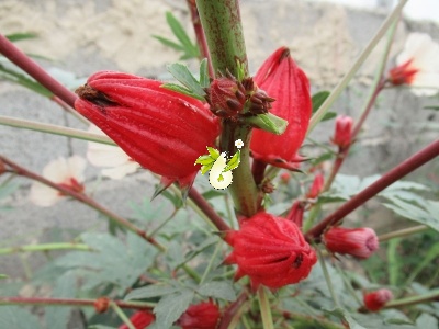 چای ترش