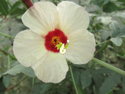 چای ترش