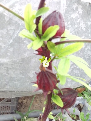 چای ترش